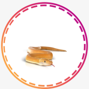 זוחלים