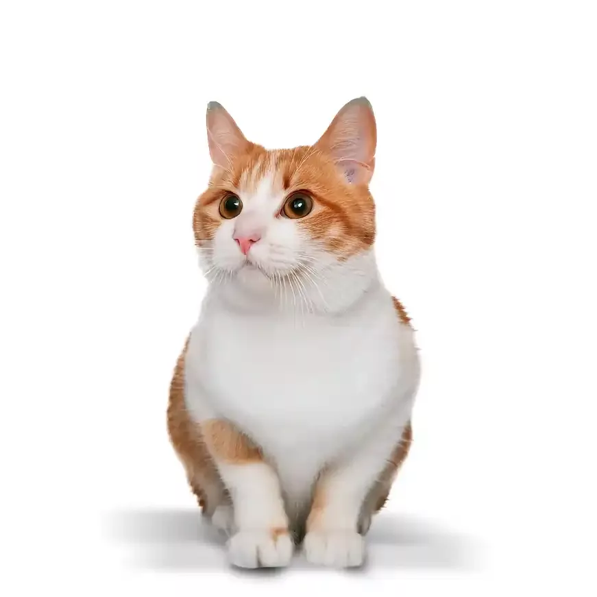 new cat
