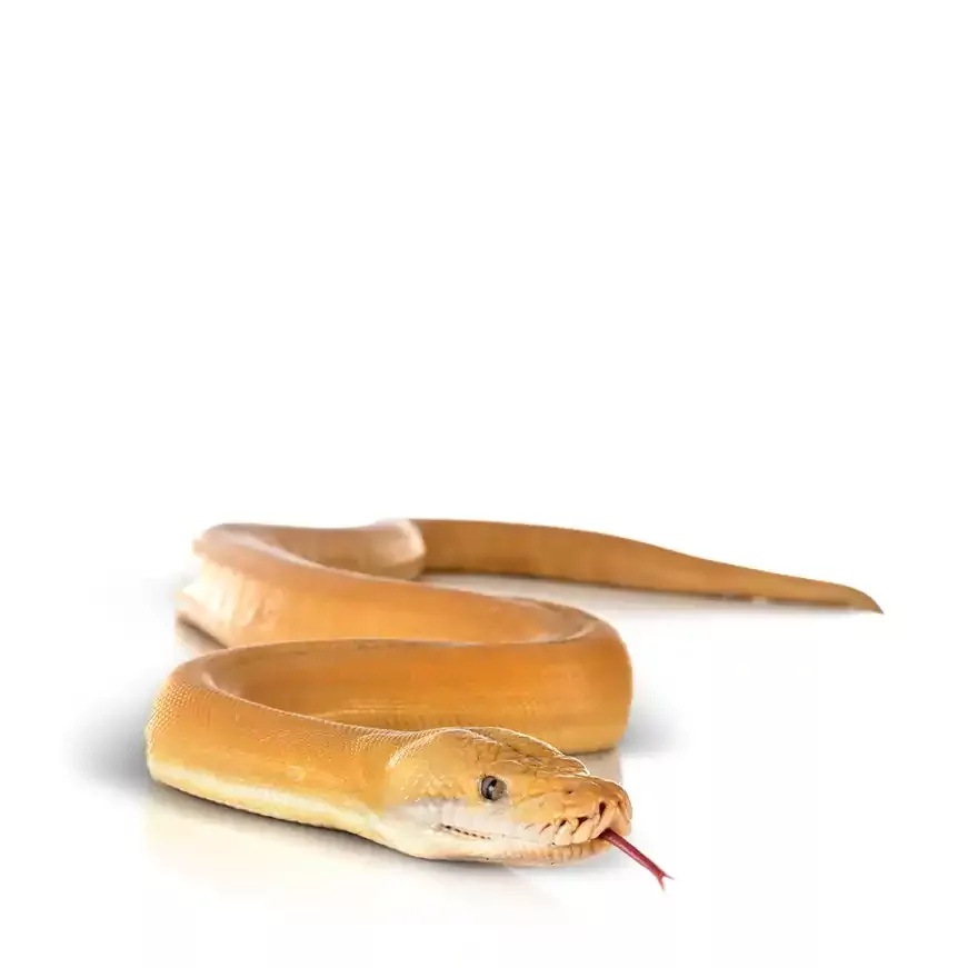 new snake